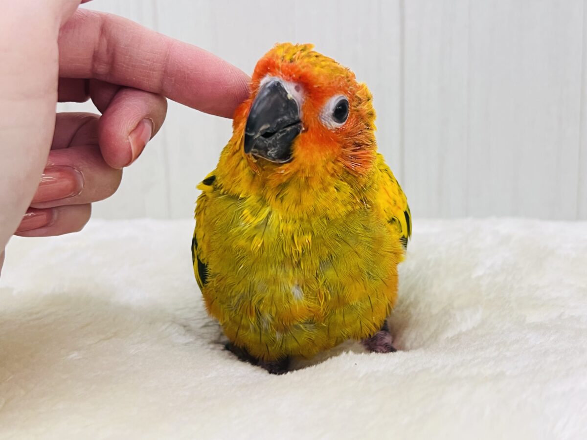 コガネメキシコインコ