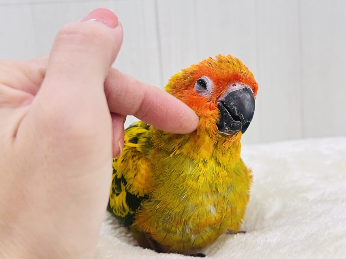コガネメキシコインコ