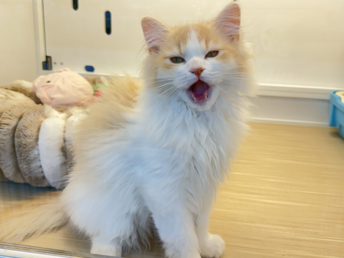 サイベリアン