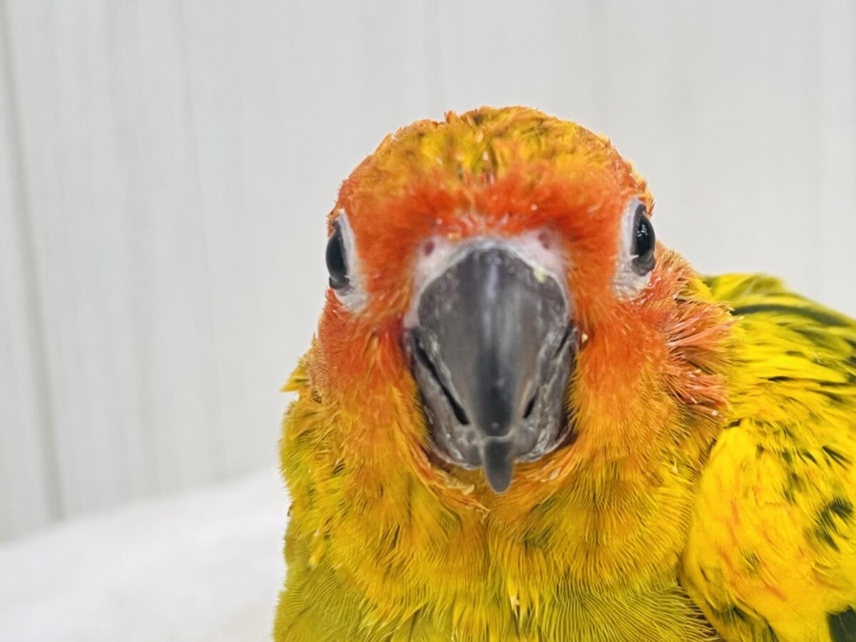 コガネメキシコインコ