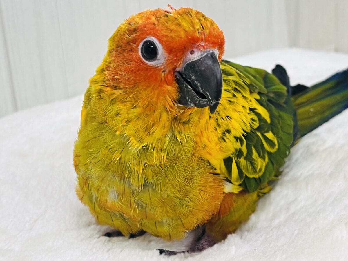 コガネメキシコインコ