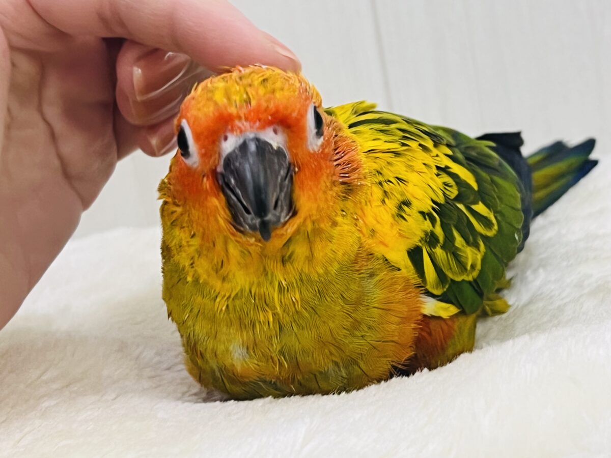 コガネメキシコインコ