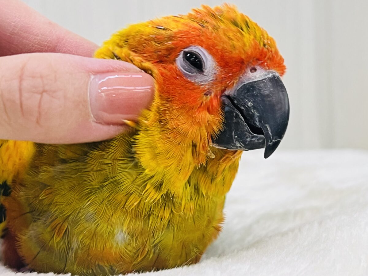 コガネメキシコインコ