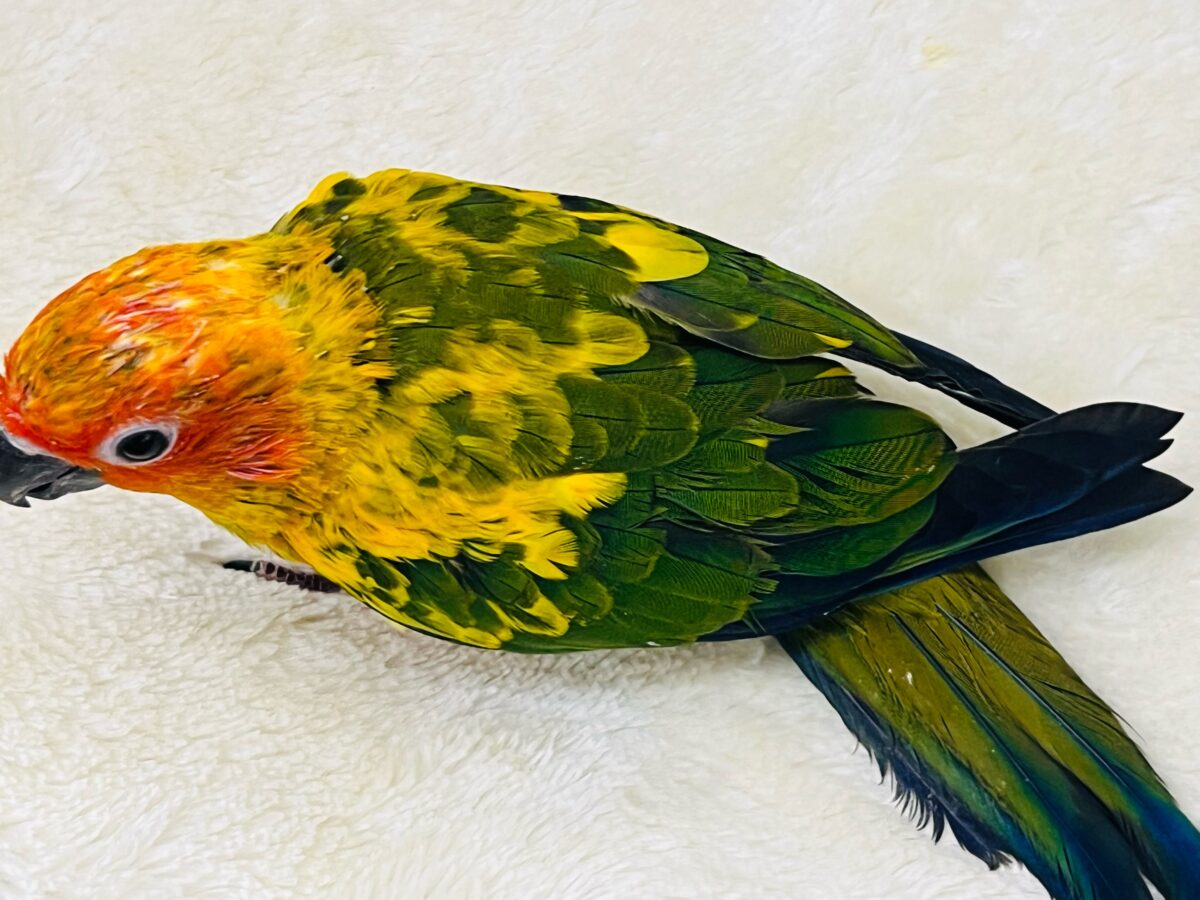コガネメキシコインコ