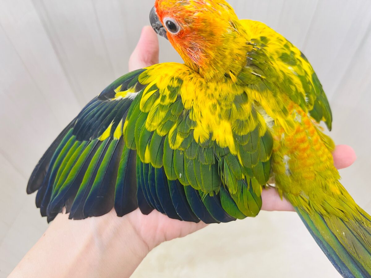 コガネメキシコインコ