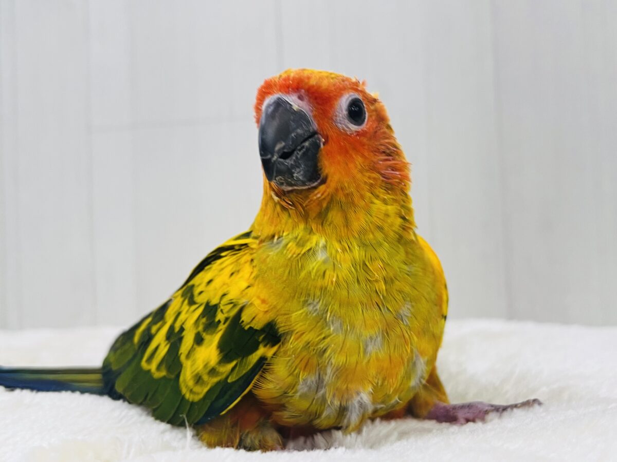 コガネメキシコインコ