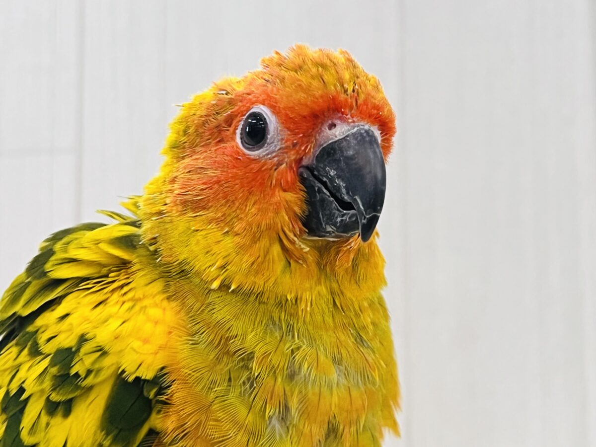 コガネメキシコインコ