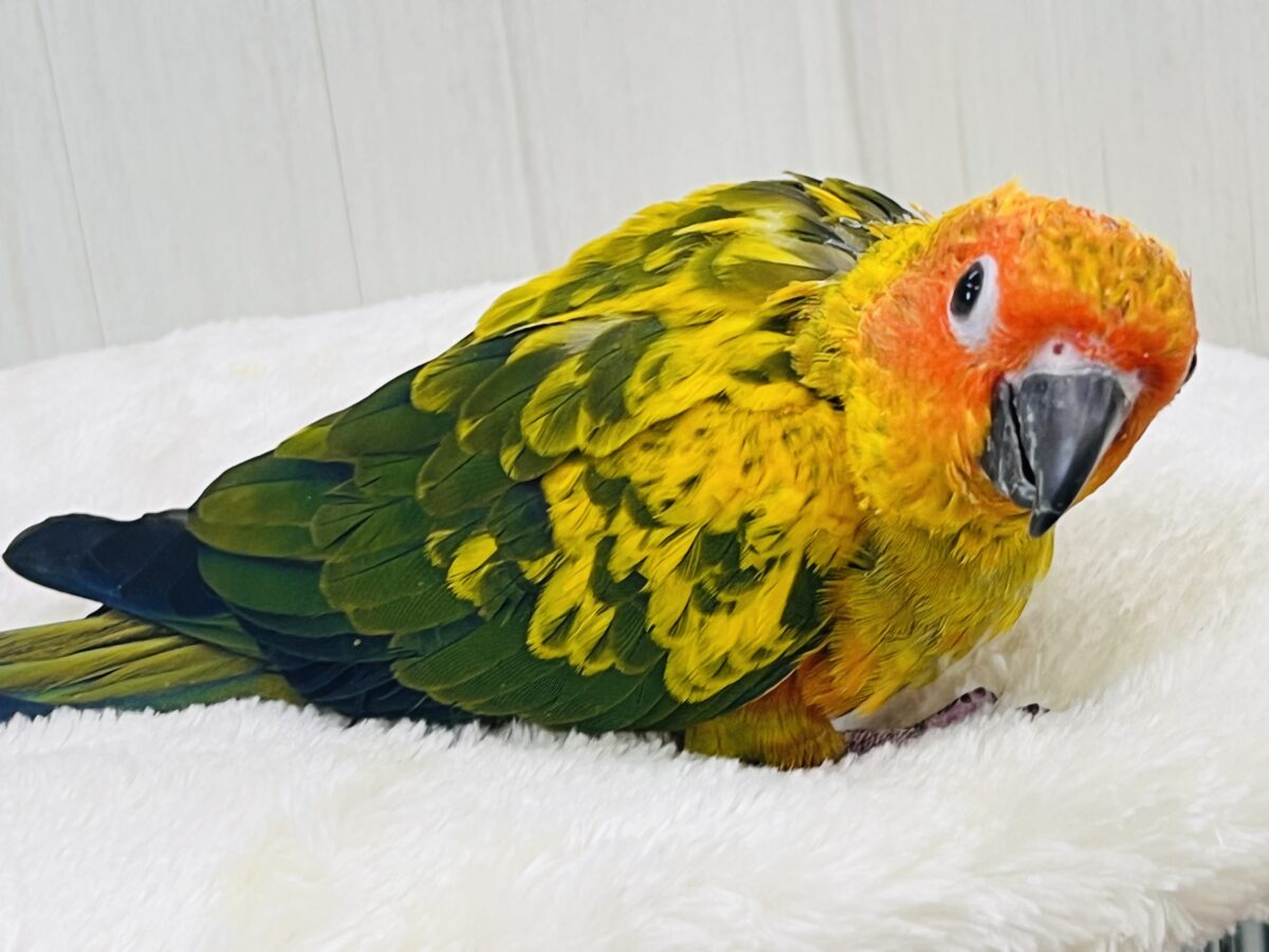 コガネメキシコインコ