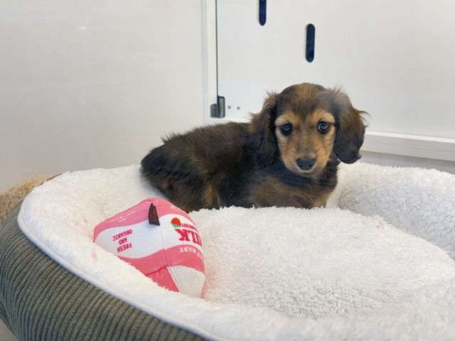 ミニチュアダックス