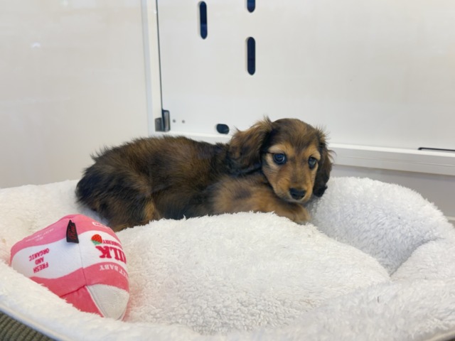 ミニチュアダックス