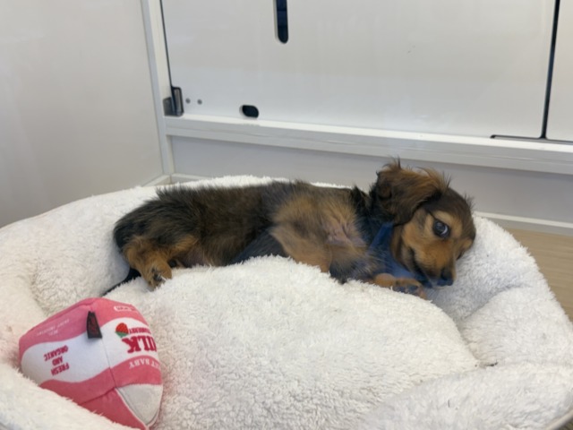 ミニチュアダックス