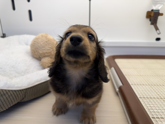 ミニチュアダックス