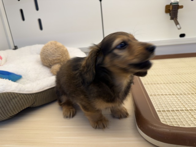 ミニチュアダックス