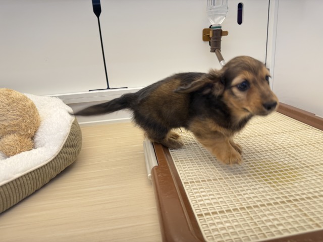 ミニチュアダックス