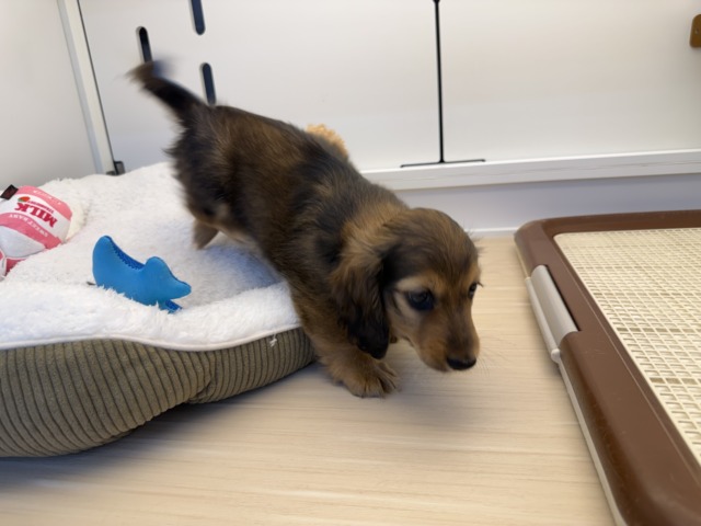 ミニチュアダックス