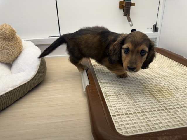 ミニチュアダックス