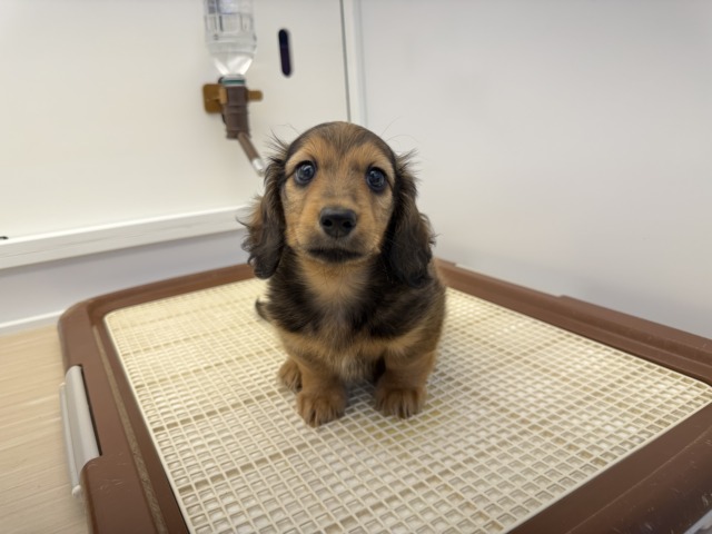 ミニチュアダックス