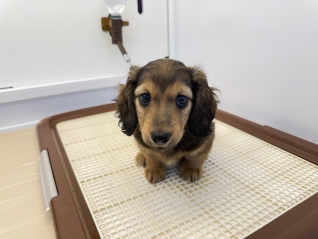 ミニチュアダックス