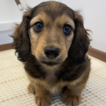 たくさんかまって欲しいんだぁ🐾ムチコロBODYのイケメン君💗ミニチュアダックスの男のコきました🌟