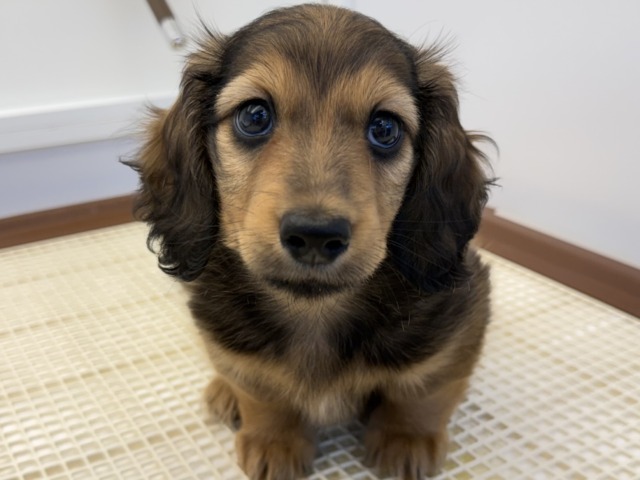 たくさんかまって欲しいんだぁ🐾ムチコロBODYのイケメン君💗ミニチュアダックスの男のコきました🌟