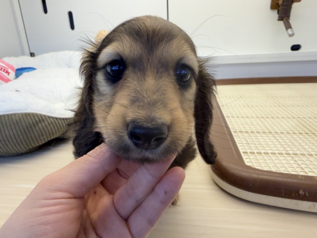 ミニチュアダックス