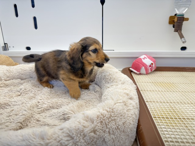 ミニチュアダックス