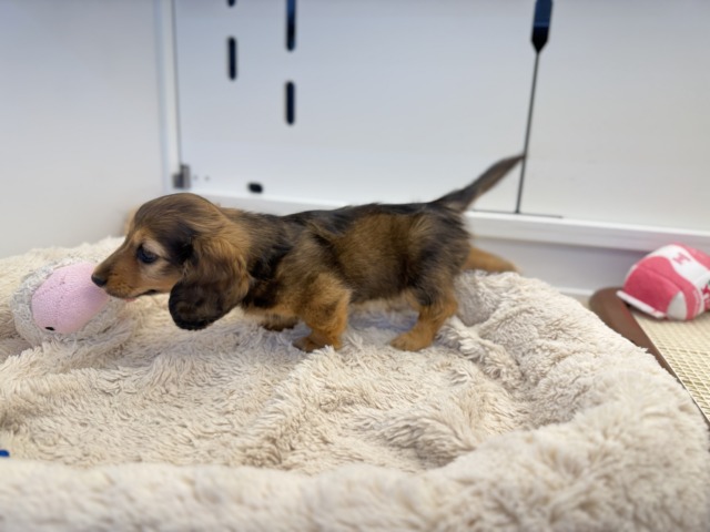 ミニチュアダックス