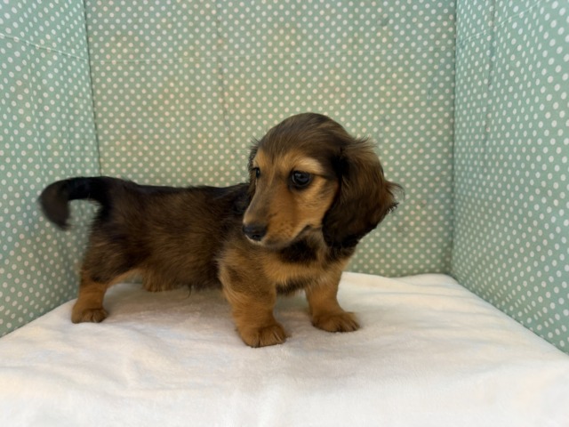 ミニチュアダックス