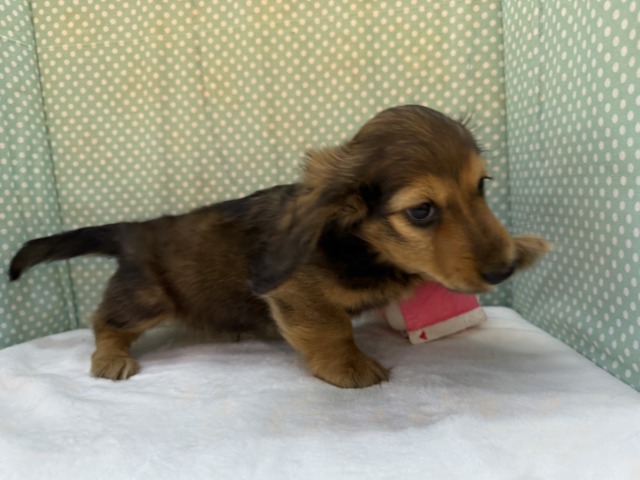 ミニチュアダックス