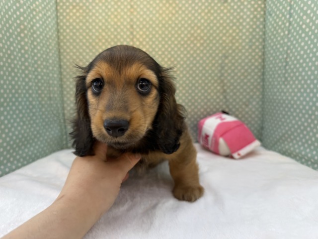 ミニチュアダックス