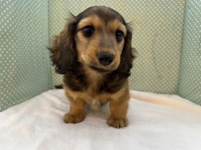 ミニチュアダックス