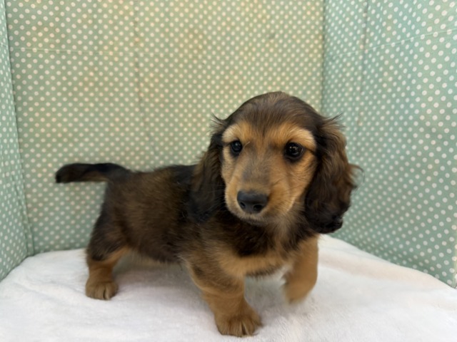 ミニチュアダックス