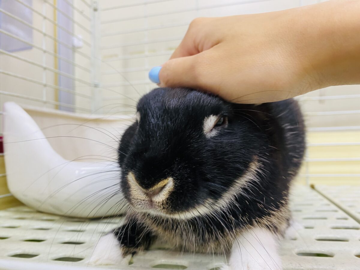 ネザーランドドワーフ