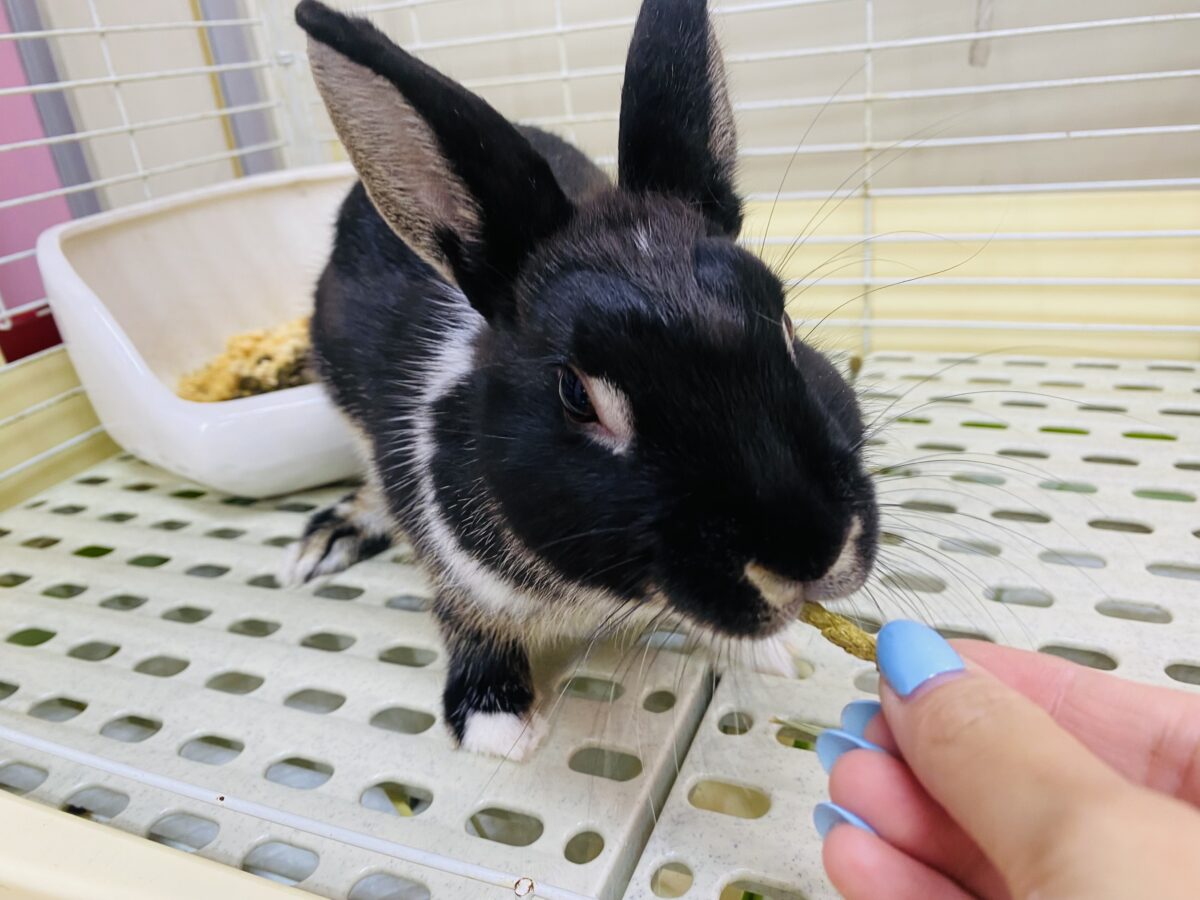 ネザーランドドワーフ