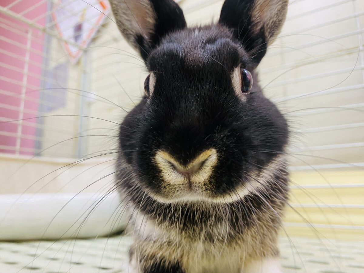 ネザーランドドワーフ