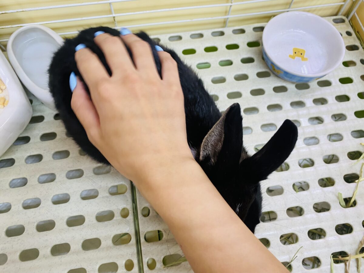 ネザーランドドワーフ