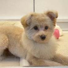 もふもふクマさん🧸愛機たっぷりな(ポメプー)ポメラニアン×トイプードルのハーフ犬男のコきました〜🌟