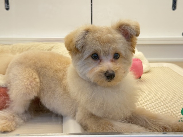 もふもふ🧸愛機たっぷりな(ポメプー)ポメラニアン×トイプードルのハーフ犬男のコきました〜🌟