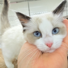 最新画像📸ラグドール（シールポイントバイカラー）男の子♫すぐにゴロンしちゃう甘々ボーイ🩷