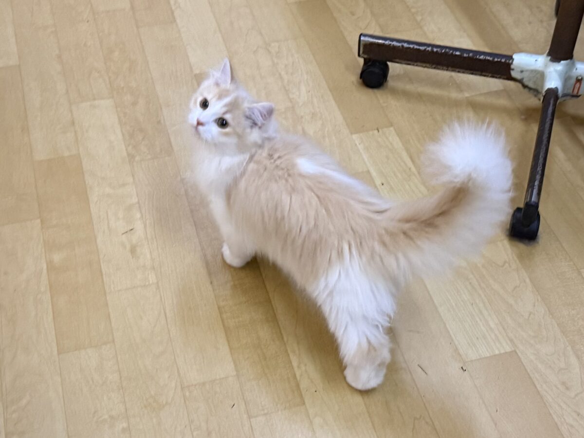 サイベリアン