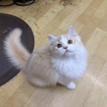 活発遊ぶの大好き💗ごろにゃ〜ごろにゃ〜が止まらない︎🐱💕︎︎甘ったれサイベリアン君入荷しました❤️