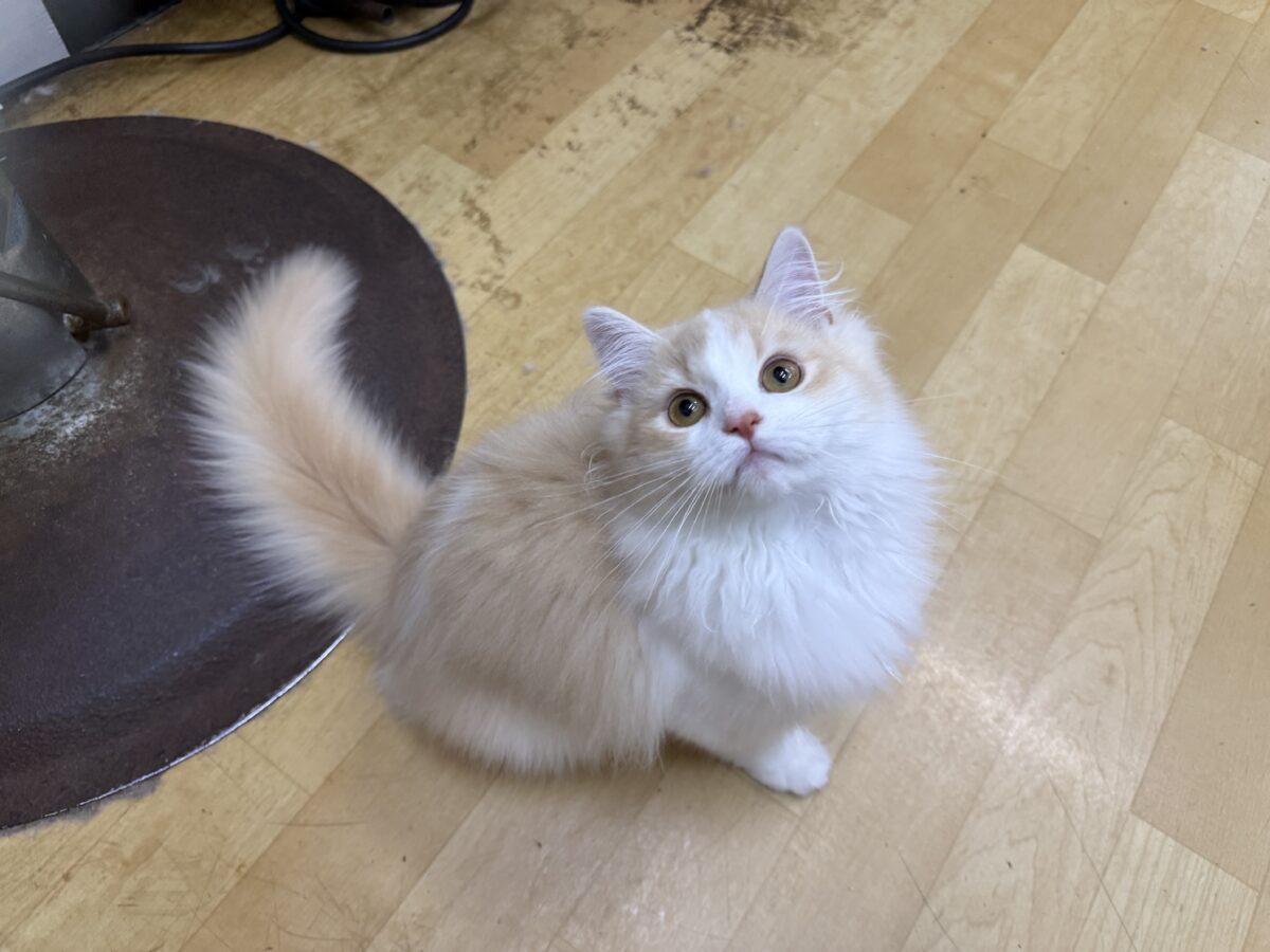 活発遊ぶの大好き💗ごろにゃ〜ごろにゃ〜が止まらない︎🐱💕︎︎甘ったれサイベリアン君入荷しました❤️