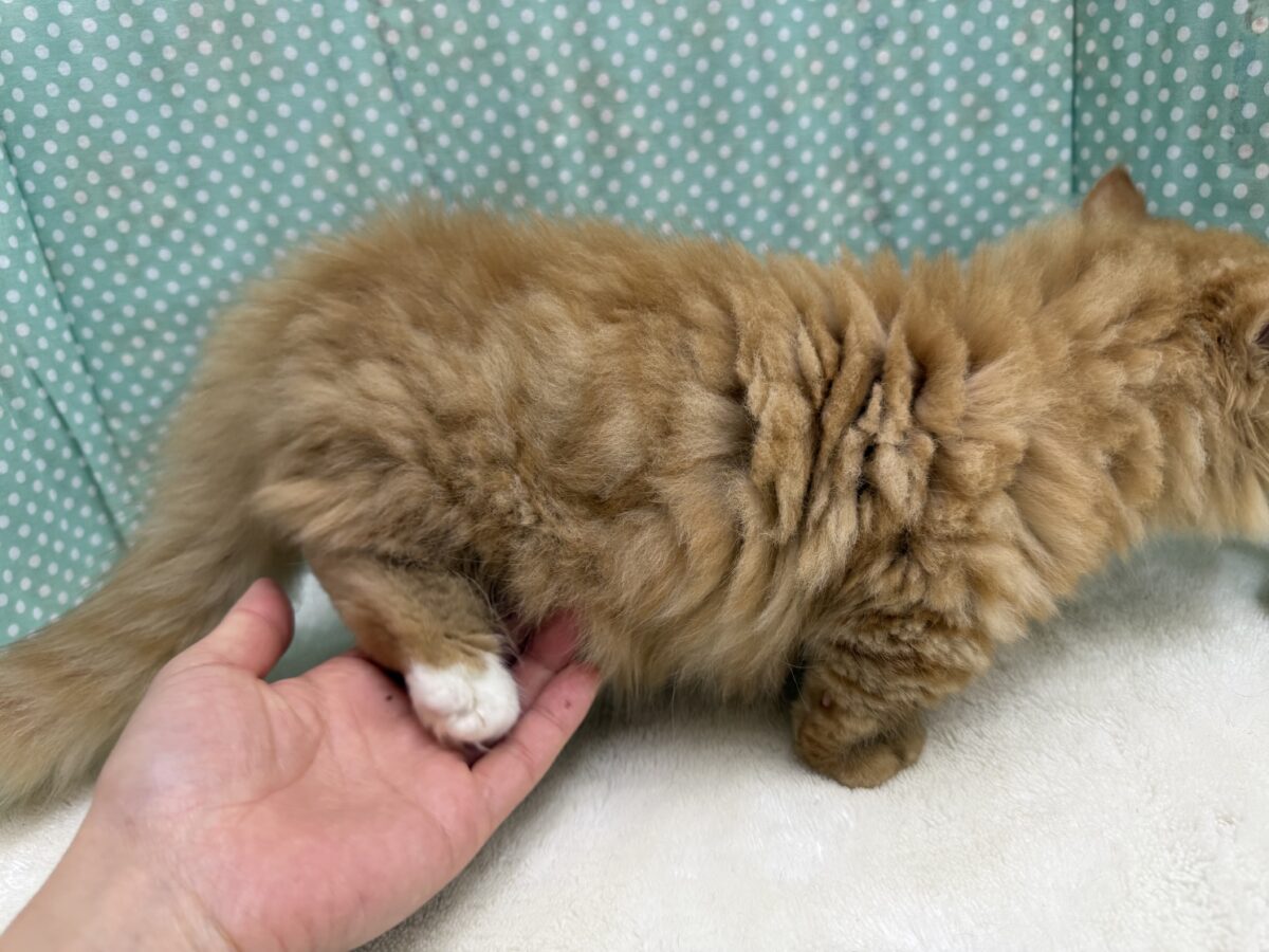 マンチカン