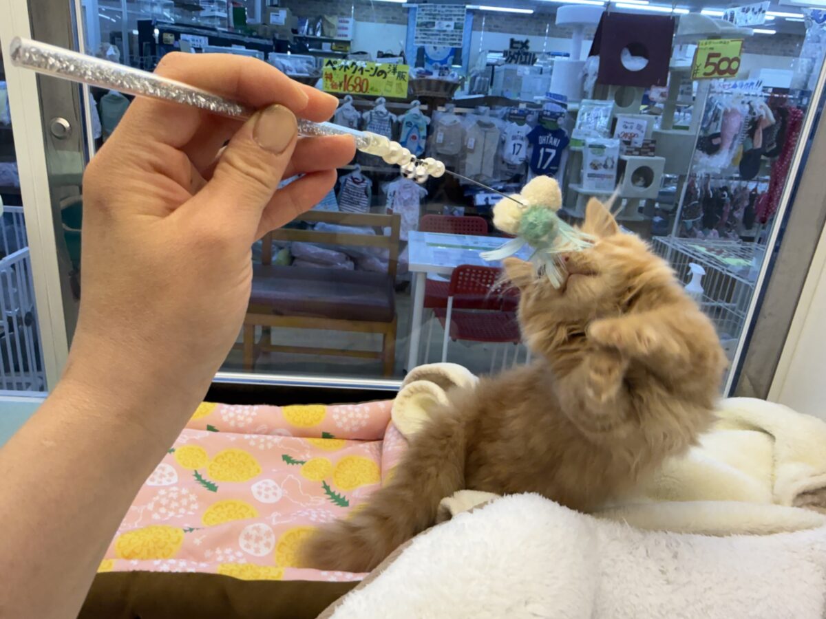 マンチカン