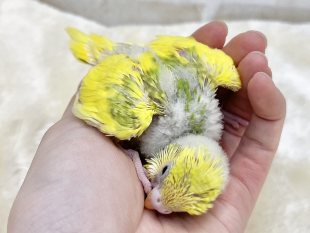 セキセイインコ