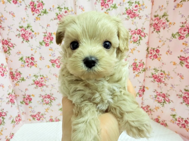 ハーフ犬（マルチーズ×トイプードル）女の子♪猪突猛進⁉︎