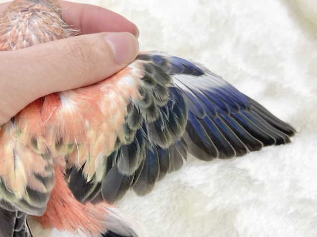 アキクサインコ（秋草インコ）