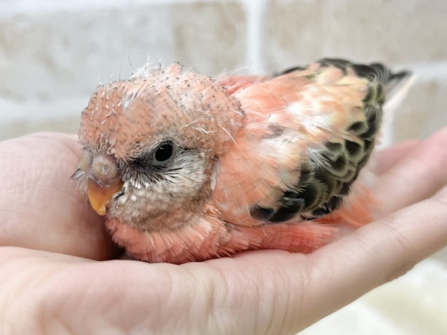 アキクサインコ（秋草インコ）