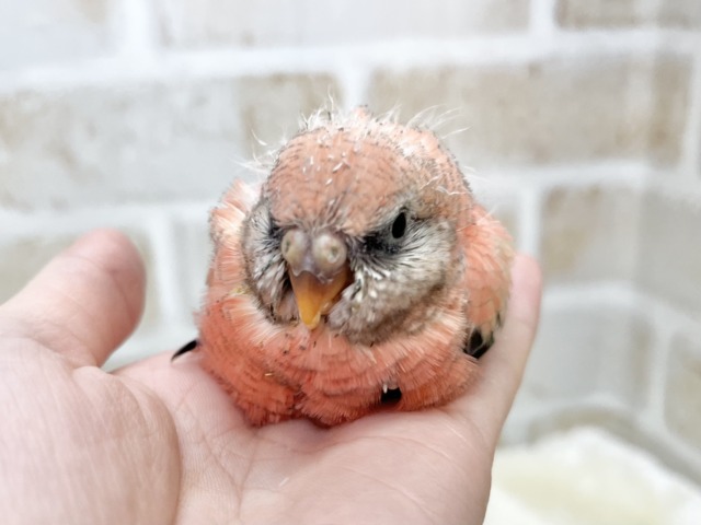 アキクサインコ（秋草インコ）