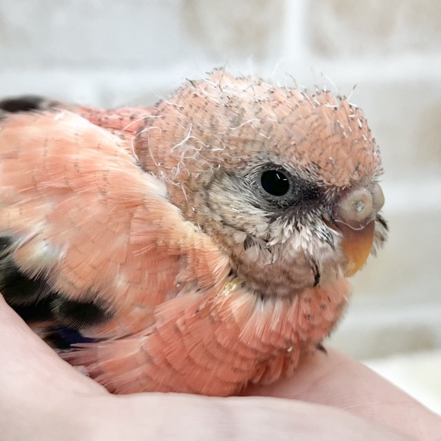 可愛いふわふわちゃん☁️💕　アキクサインコ（ローズ）